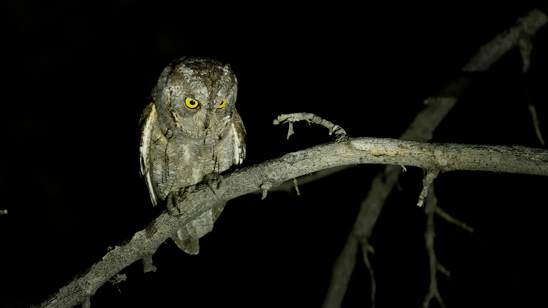 Eurasian Scops-Owl